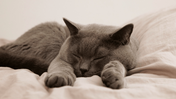 Course Sleeping Tricks and Tips (Roosevelt 55+) image 2