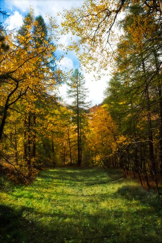 Picture for Watercolor: Forests and Mushrooms (Edison) ONLINE