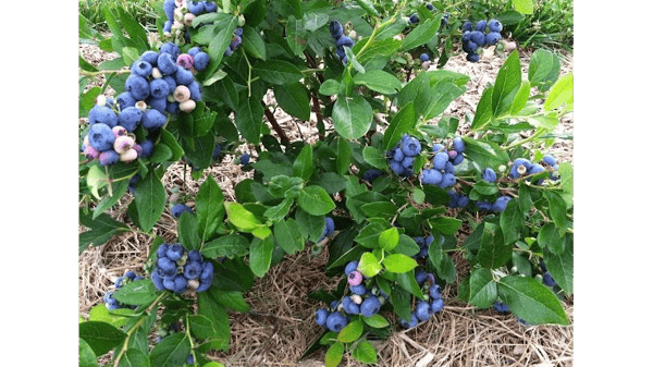 Picture for: Berry Picking and Tour at Little Hill Berry Farm -July 29 (Southwest)