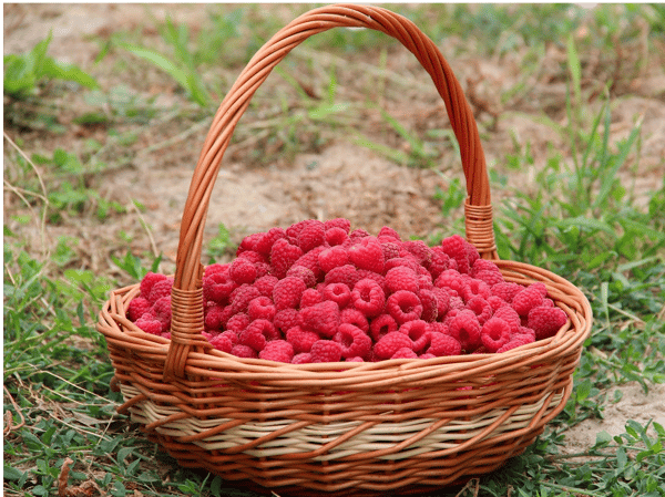 Picture for Basket Weaving (Camden)
