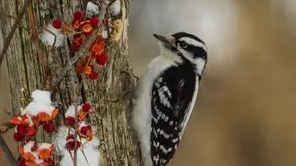 Course ACCESS - Birding: Birds and Their Habitats (Anwatin) image 1