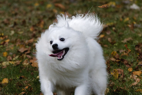 Picture for: Understanding Your Dog