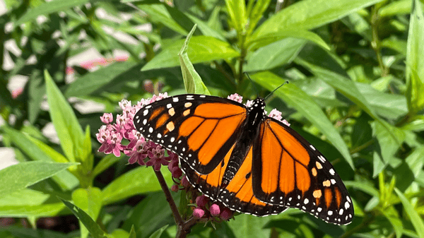 Picture for Planting for Pollinators (Roosevelt)