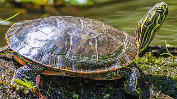 Picture for: Nature In Focus: Turtles of Minnesota (Roosevelt 55+)