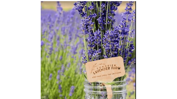 Picture for: Bus Tour: Lavender Farm & the Chippewa Valley w/ Historian Dave Bredemus - July 2  (Southwest)