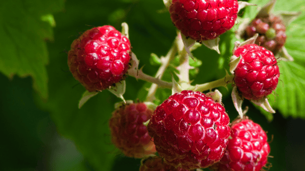 Picture for Give Rhubarb the Raspberries! (Roosevelt)