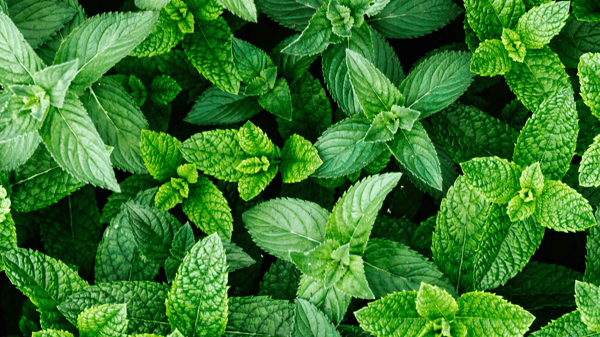 Picture for Minted (Roosevelt)