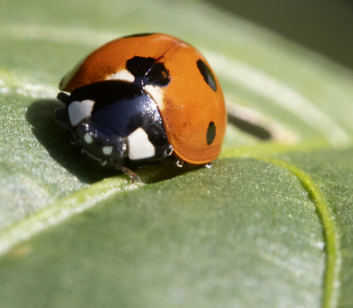 Picture for: Week 2: Critters & Crawlers (Grades 1-3)