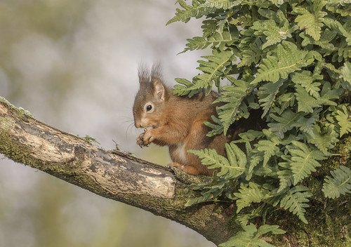 Picture for Week 4: Nature Nuts (Kinder)