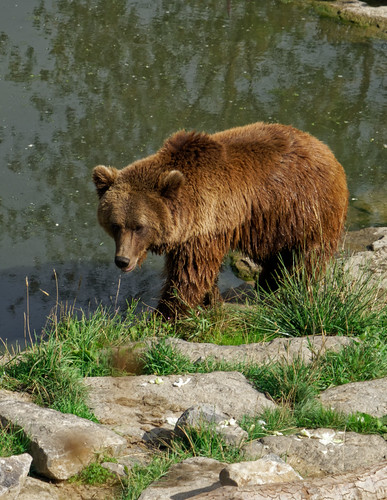 Picture for: Week 7: Wild About Animals (Kinder)