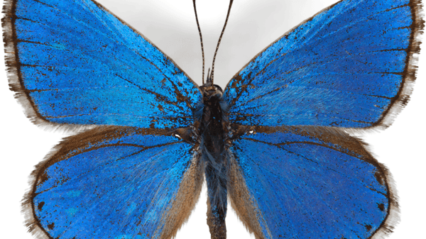 Course Animal Friends (Gr: K) image 1