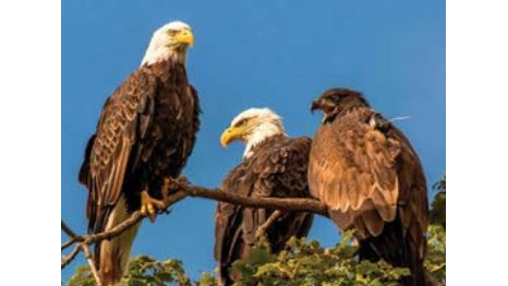 Course Bus Tour: Historic Ethnic Holiday Treasures: Decorah, Mayowood & Spillville w/ Historian Dave Bredemus - December 9-10  (Southwest) image 5