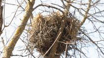 Picture for: Eagle Nests by Bike w/ Sierra Club (Southwest)