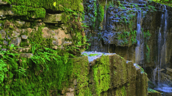 Picture for Hike Nerstrand Big Woods State Park w/ Sierra Club (Southwest)