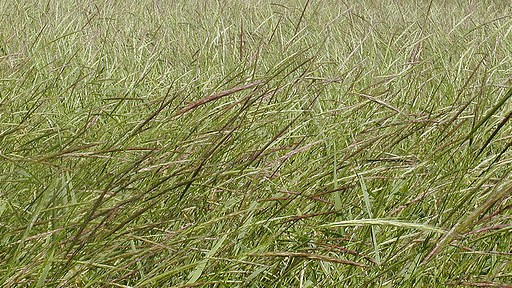 Picture for Native American: Cooking by the 13 Moons - August: Ricing Moon (Southwest)