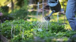 Course Gardening-ALC-Anthony image 3