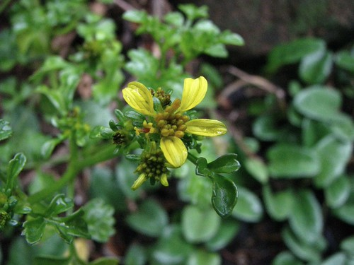 Bidens hillebrandiana subsp. polycephala