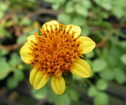 Picture for Gardening: Medicinal Herb Gardening (Washburn at Las Estrellas)