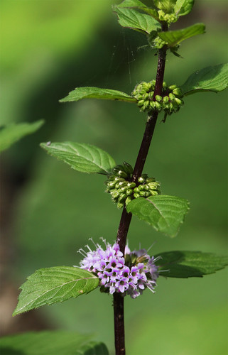 Wild mint