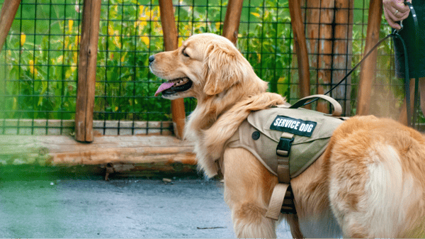 Course Assistance Dog Education (Northeast) image 2