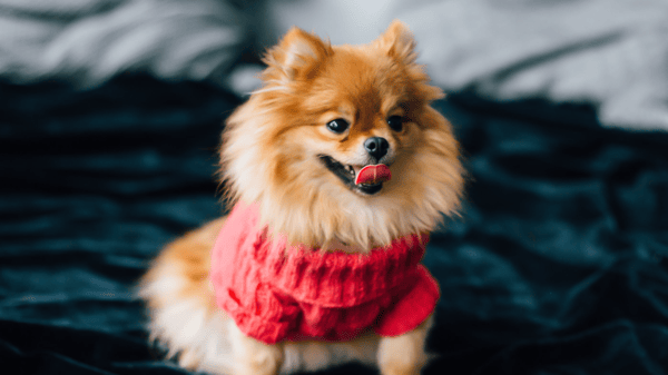 Picture for: Knitting: Pet Sweater (Southwest)