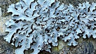 Picture for Lichen Love: How to Know the Lichens (Lake Harriet Upper)