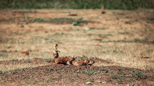 Picture for: Family Funday: Tracking Club: Prowling the Prairie (Kroening)