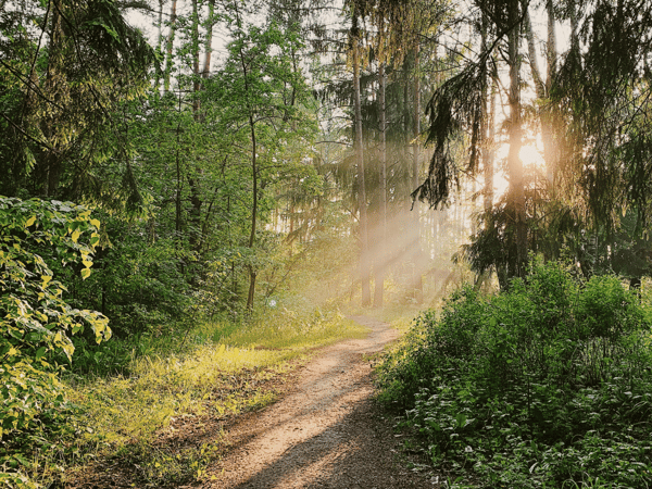 Picture for: Urban Forest Bathing at North Mississippi Regional Park