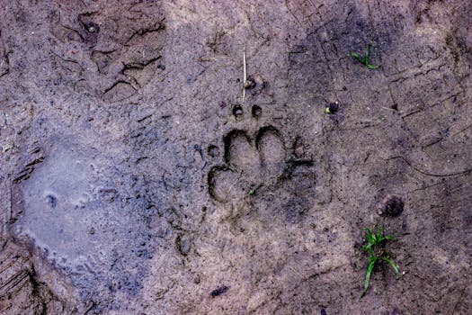 Picture for Wildlife Tracking along the Mississippi (55+)