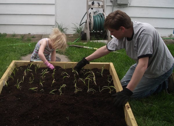 Planting sweet onions