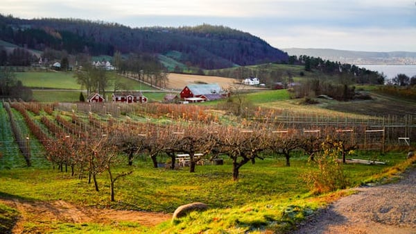 Beautiful vineyard in Huskvarna, Sweden, with red barns and rolling hills.