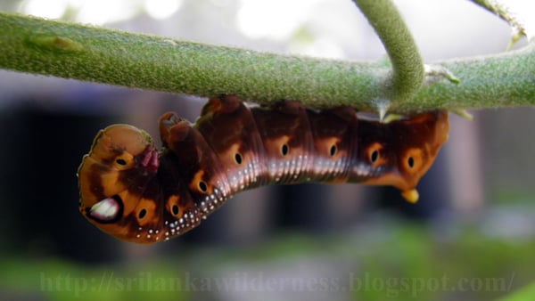 Picture for Caterpillar Habitats & Friends (Gr. K-2)