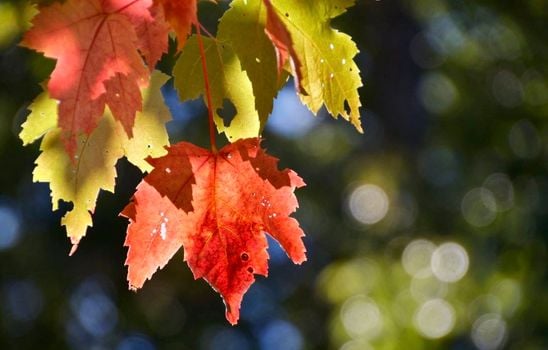 Picture for Native American: Cooking by the 13 Moons - September: Leaves Changing Color Moon