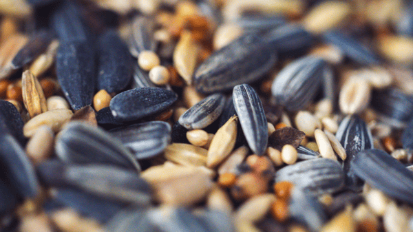 Picture for: Nature Tots: Spreading Seeds (Kroening)