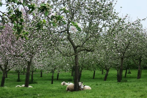 Sheep and apple trees