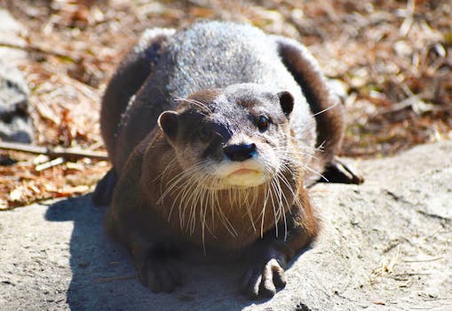 Picture for Nature In Focus: Otters (55+)