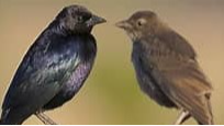 Picture for Birding: Tricky Bird Pairs (55+)