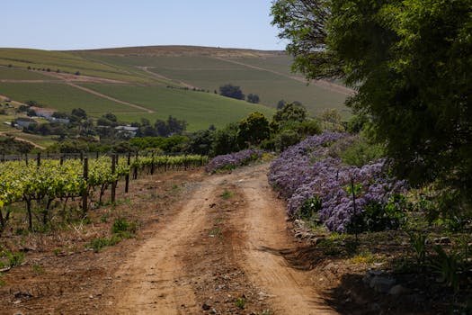 Explore a serene vineyard pathway lined with lush vegetation and rolling hills under clear skies.
