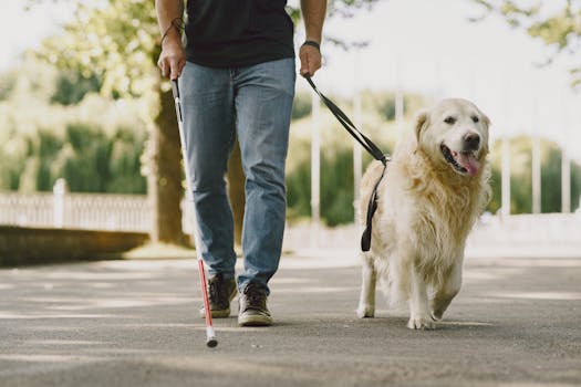 A man with a white cane walks with a guide dog in a sunny park, showcasing assistance and companionship.