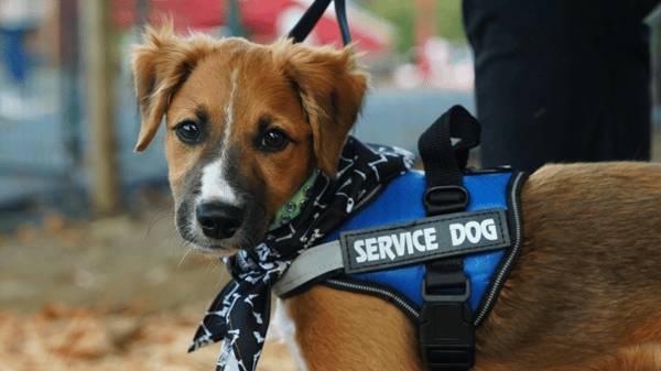 Course Assistance Dog Education (Northeast) image 1