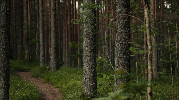 Picture for Forest Bathing: Fall Equinox  (55+)