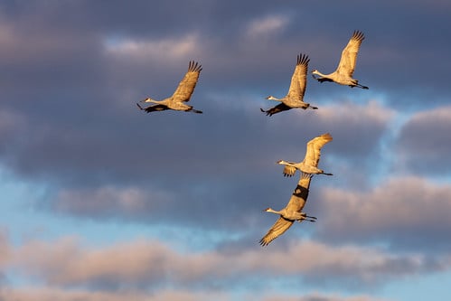 Picture for: Birding: Fall Migration (55+)