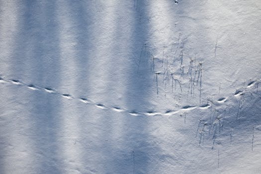 Picture for Wildlife Tracking Animal Trails (55+)