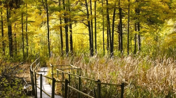 Picture for: Wirth Park Hills & Bog Walk w/ Sierra Club