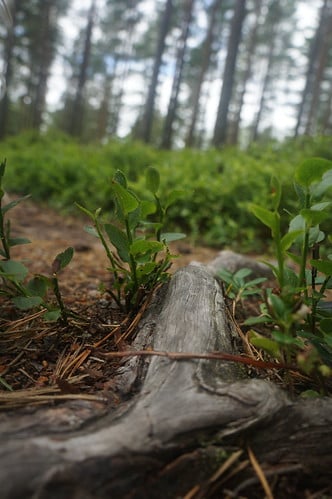 Picture for Fall Forest Defenders: Spot the Invaders (Ella Baker)