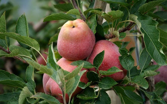 Close-up of fresh red apples hanging on a tree branch surrounded by green leaves in Schenna, Italy.