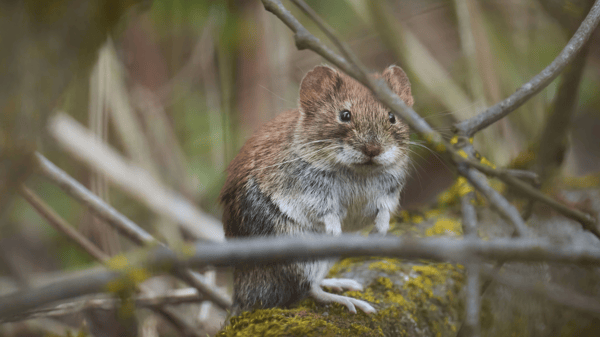 Picture for: Nature Tots: Mice, Moles & Voles (Kroening)