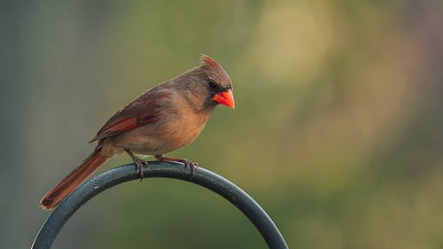 Picture for Birding: Bird Profiles (55+)