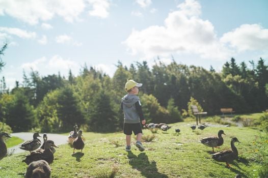 A young boy walking among ducks on a sunny day in a park, surrounded by nature.