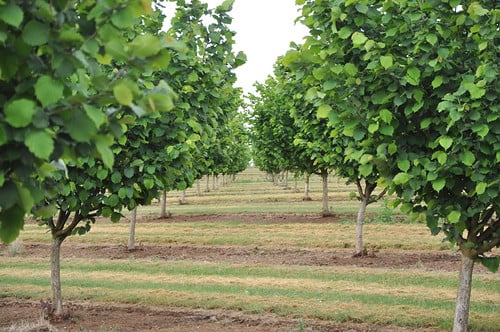 Ioka Farms Orchard Cover Crops